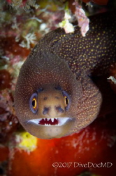 Smiling moray by Lowrey Holthaus 